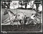 [Nine Portraits of Circus Performers, Including: Acrobats, Tightrope Walker, Horseback Riders, Signs], F. W. Glasier (American), Gelatin silver prints