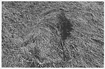 [Two Views of Hay Piles], Nancy Shaver, Gelatin silver print