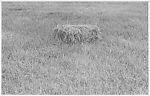 [Two Views of Hay Piles]