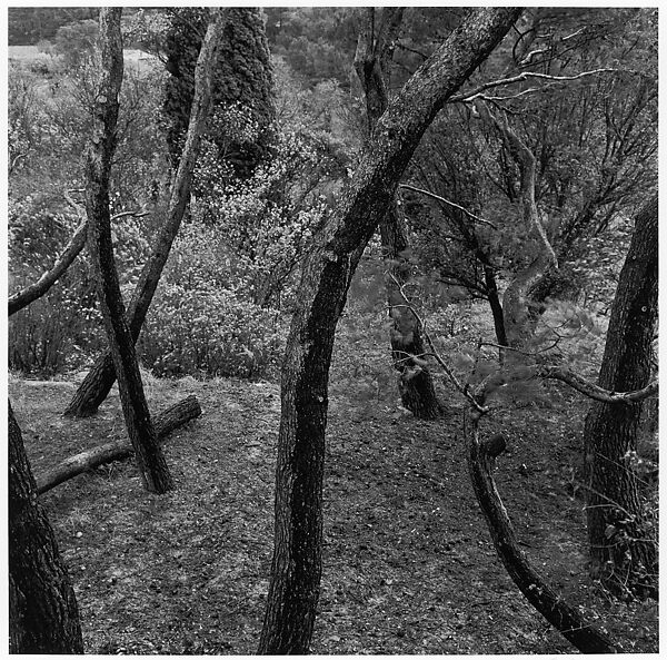 Aix-en-Provence, France, Harry Callahan (American, Detroit, Michigan 1912–1999 Atlanta, Georgia), Gelatin silver print 