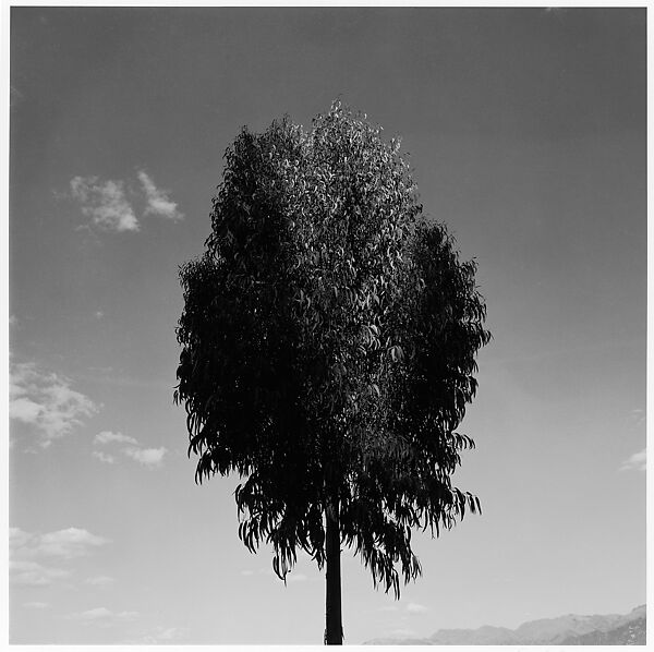 [Eucalyptus Tree, Possibly Peru], Harry Callahan (American, Detroit, Michigan 1912–1999 Atlanta, Georgia), Gelatin silver print 