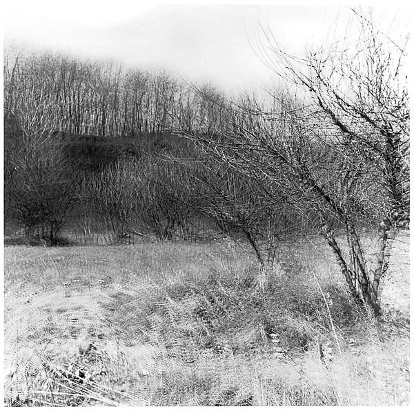 [Blurred View of Bare Trees in Field], Ralph Eugene Meatyard (American, 1925–1972), Gelatin silver print 