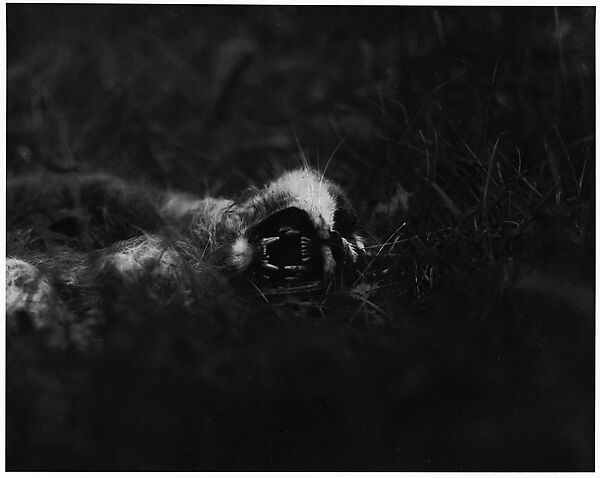 [Cat Baring Teeth], Ralph Eugene Meatyard (American, 1925–1972), Gelatin silver print 