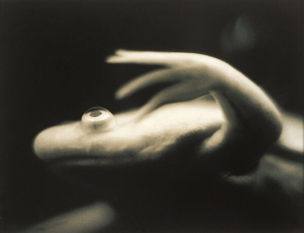 Untitled (Albino Frog Facing Left), Helen Rousakis (American, born 1963), Instant dye diffusion transfer print (Polaroid) 