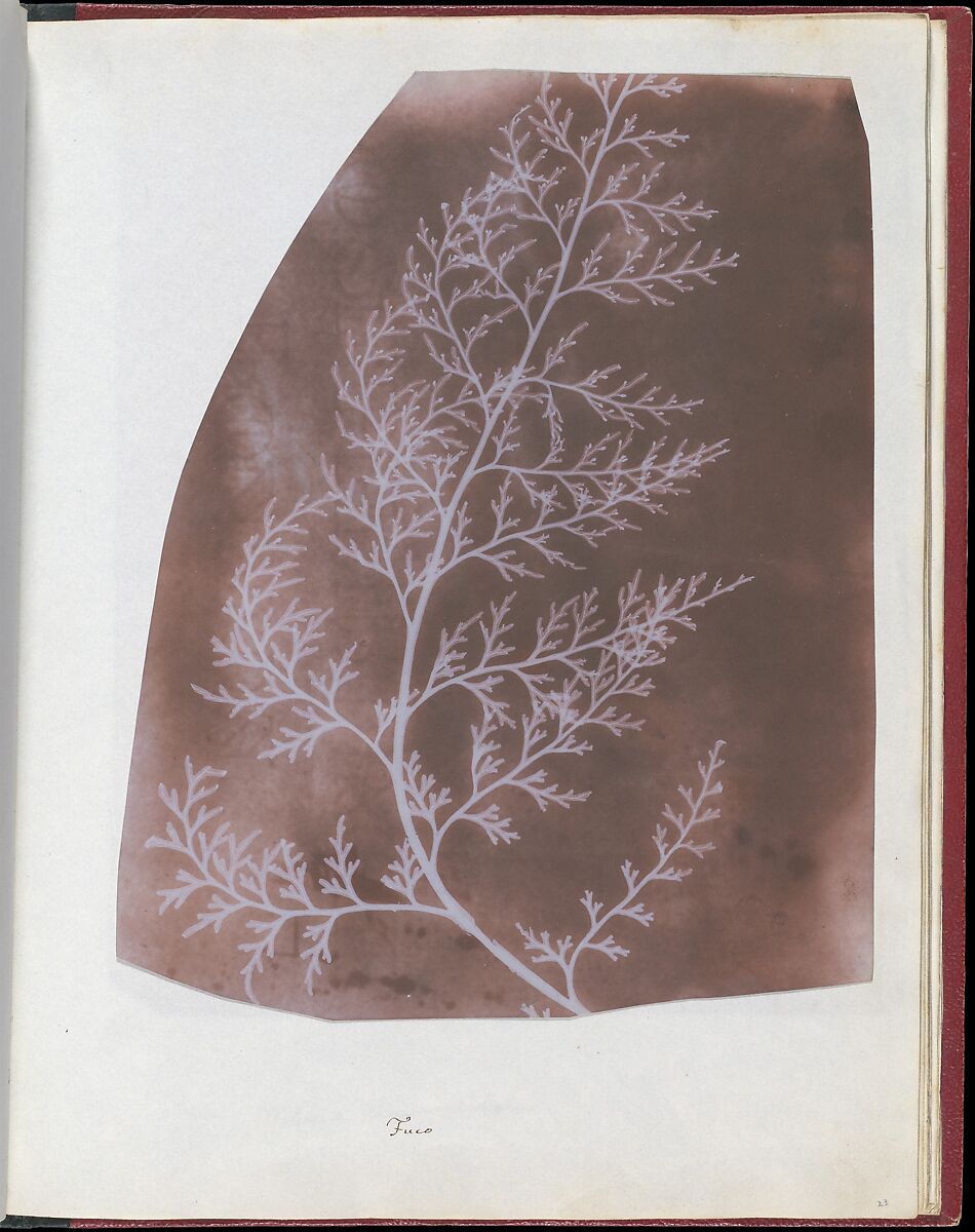 Wrack, William Henry Fox Talbot (British, Dorset 1800–1877 Lacock), Salted paper print 
