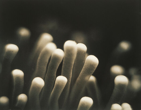 Untitled (Plate Coral), Helen Rousakis (American, born 1963), Instant dye diffusion transfer print (Polaroid) 
