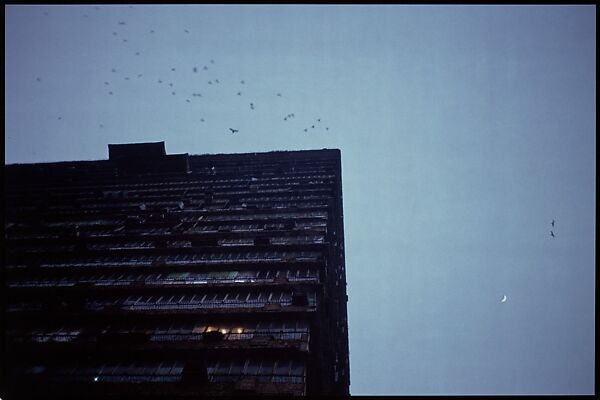 Building and Birds, Gabriel Orozco (Mexican, born Jalapa Enriquez, 1962), Silver dye bleach print 