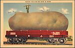 [78 Postcards of Comic Subjects Collected by Walker Evans], Photomechanical prints