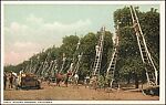 [60 Postcards of People At Work Collected by Walker Evans], Photomechanical prints