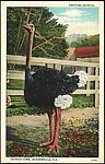 [19 Postcards of Odds and Ends Collected by Walker Evans], Photomechanical prints
