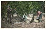 [57 Postcards Published by Detroit Publishing Co. Collected by Walker Evans], Photomechanical prints
