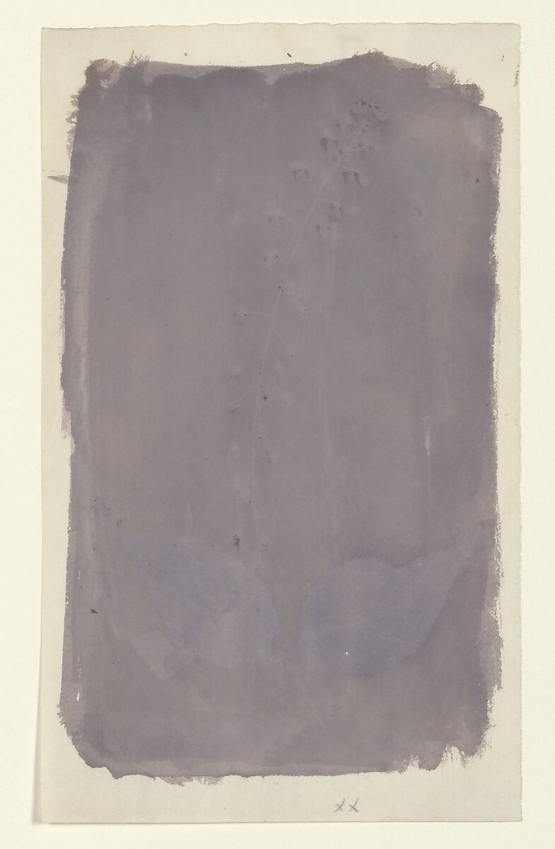 [Botanical Specimen], William Henry Fox Talbot (British, Dorset 1800–1877 Lacock), Salted paper print 