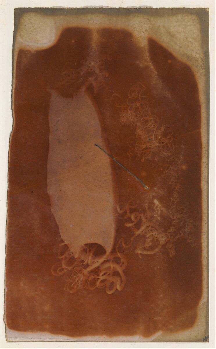 [Shark Egg Case], Unknown (British), Salted paper print 
