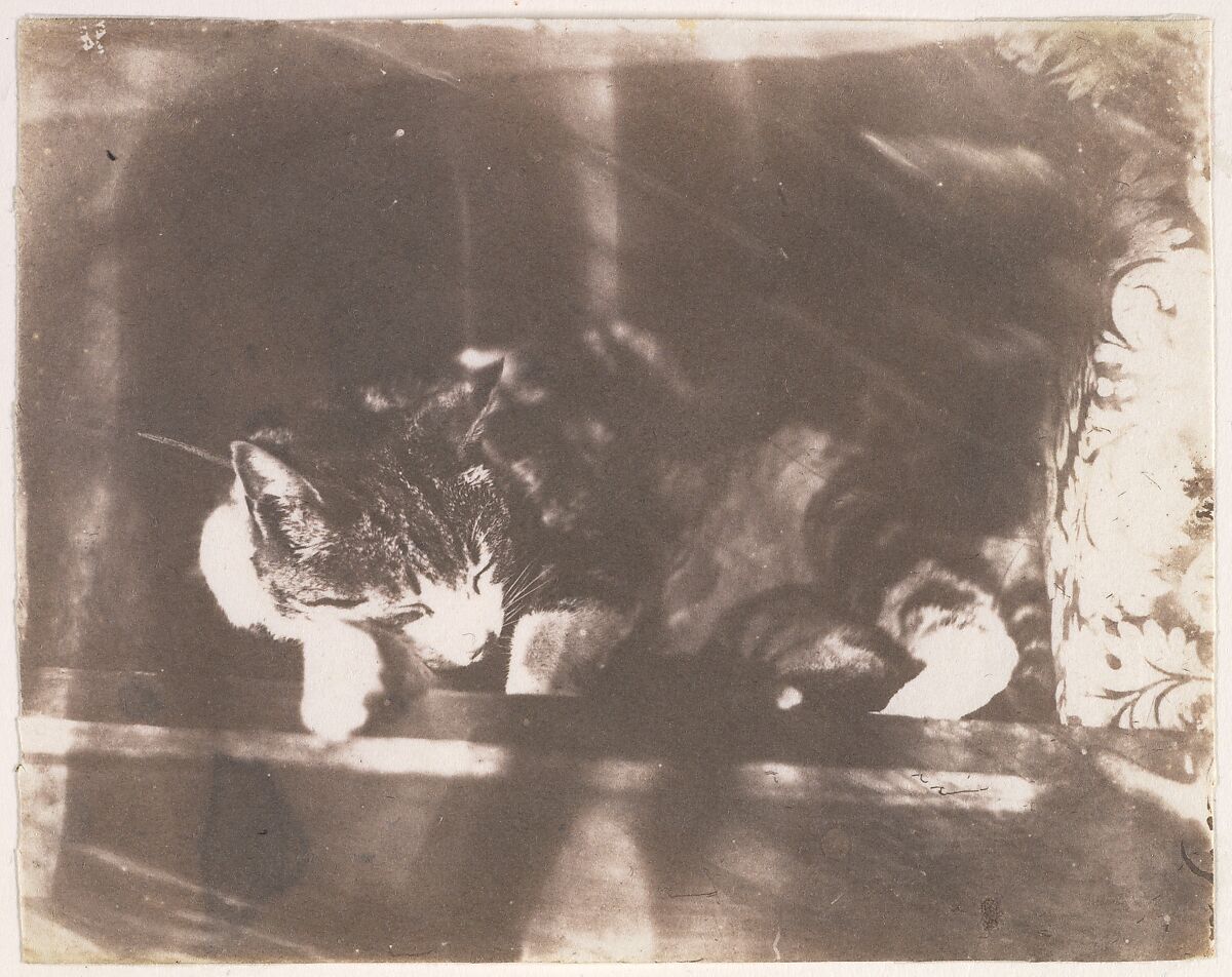 [Sleeping Cat], Calvert Richard Jones (British, Swansea, Wales 1802–1877 Bath, England), Salted paper print from glass negative 