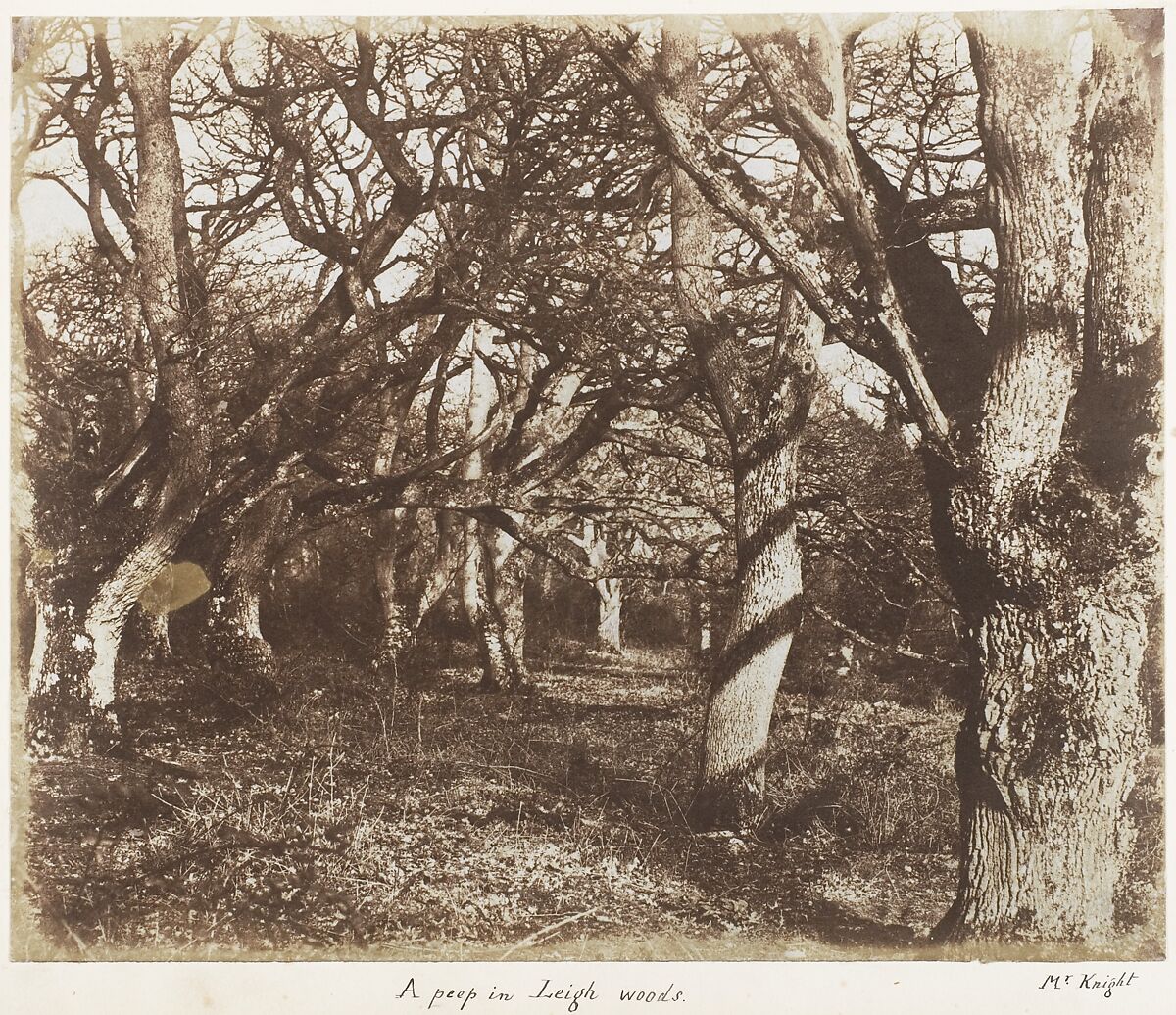 [Emma Charlotte Dillwyn Llewelyn's Album], John Dillwyn Llewelyn (British, Swansea, Wales 1810–1882 Swansea, Wales), 128 salted paper prints and albumen silver prints from paper and glass negatives