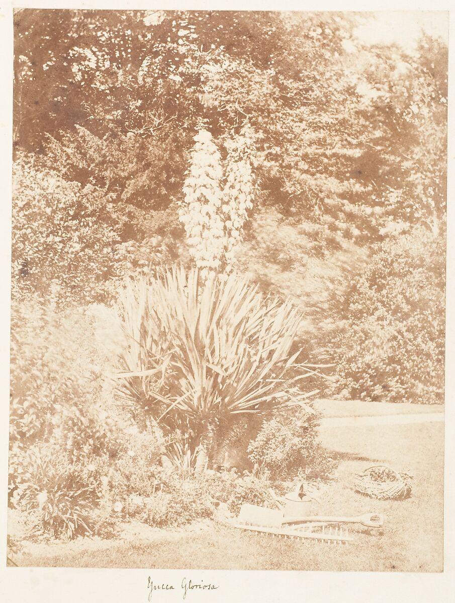 [Emma Charlotte Dillwyn Llewelyn's Album], John Dillwyn Llewelyn (British, Swansea, Wales 1810–1882 Swansea, Wales), 128 salted paper prints and albumen silver prints from paper and glass negatives