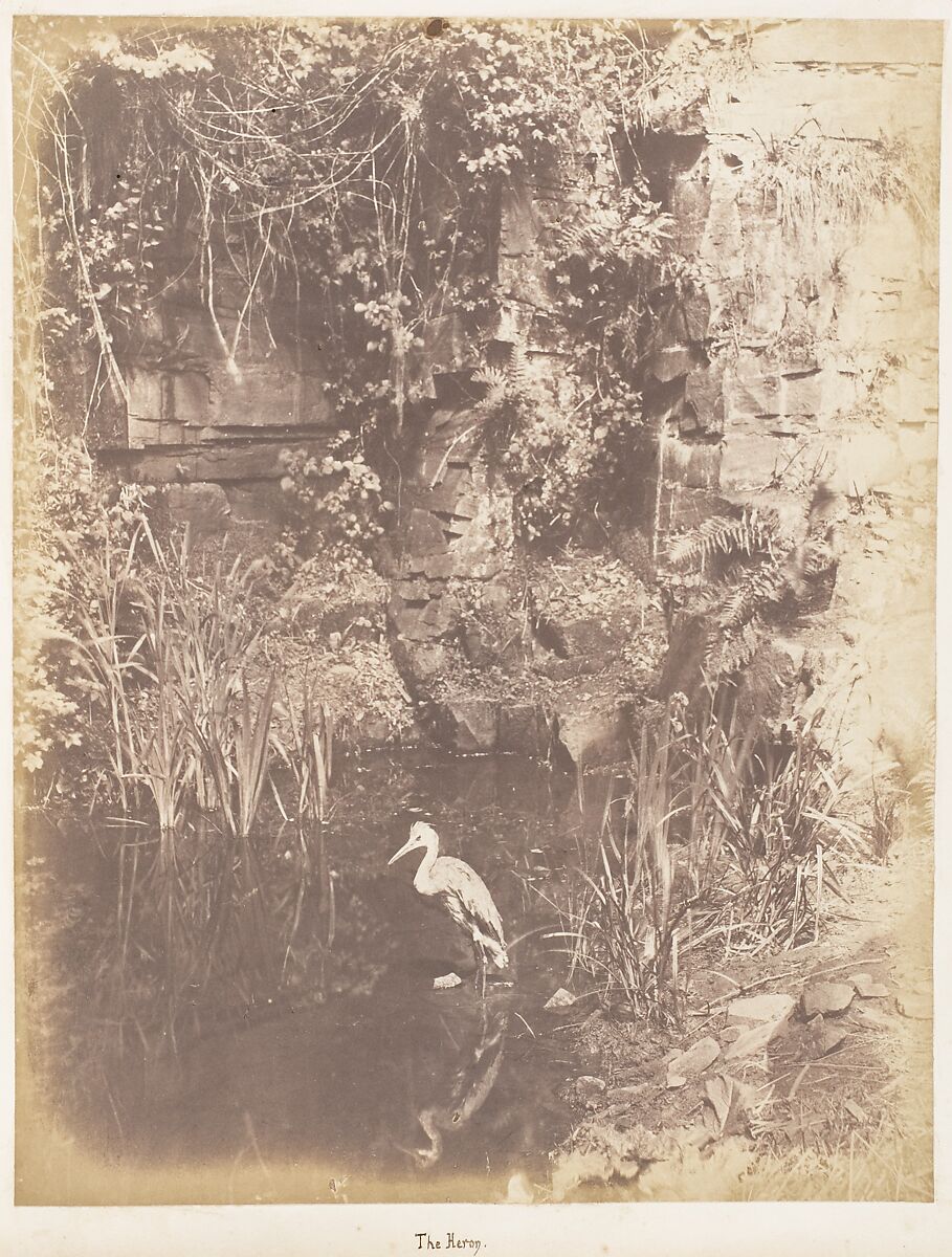 [Emma Charlotte Dillwyn Llewelyn's Album], John Dillwyn Llewelyn (British, Swansea, Wales 1810–1882 Swansea, Wales), 128 salted paper prints and albumen silver prints from paper and glass negatives
