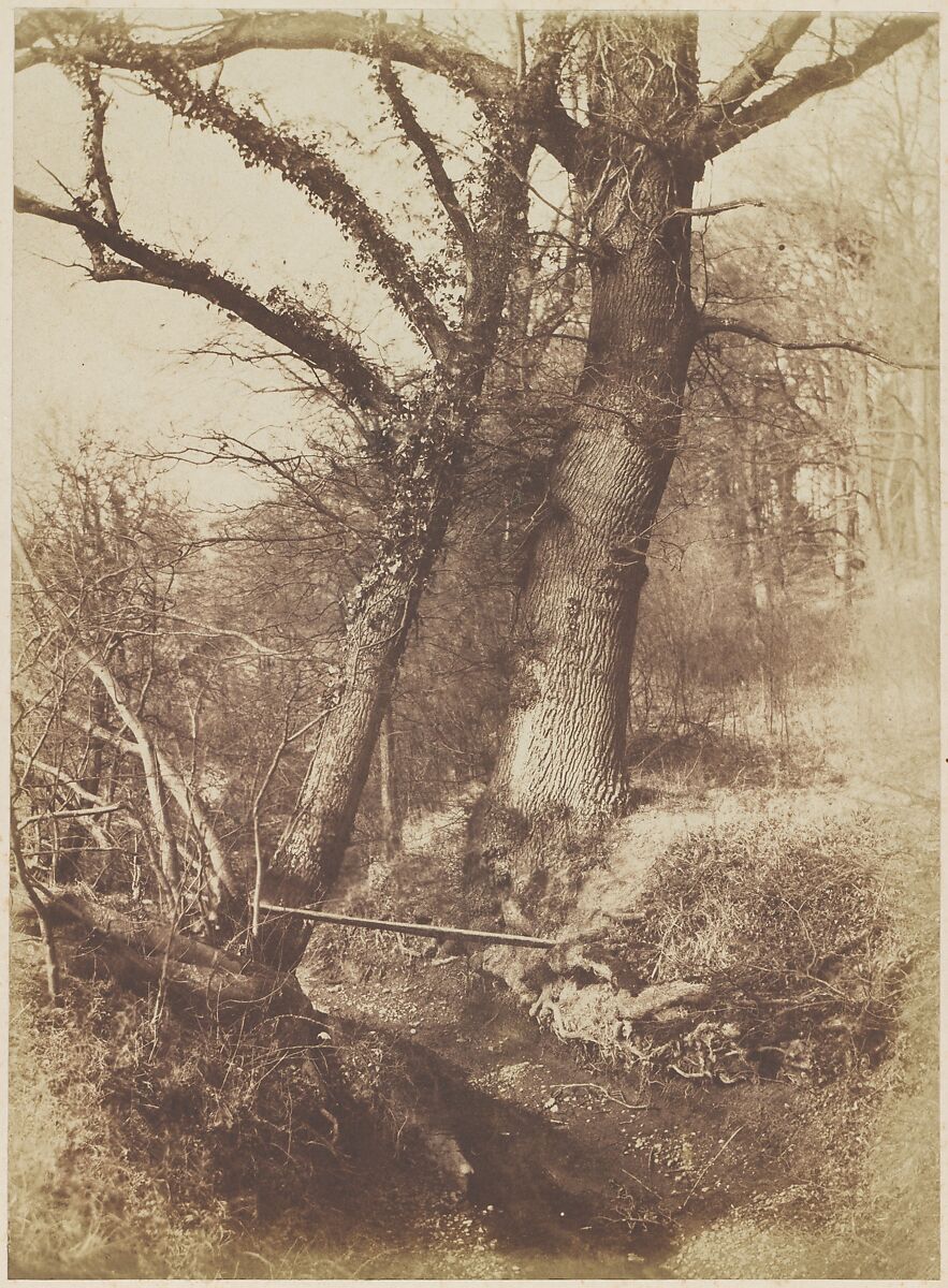 [Trees], Thomas Keith (British, Kincardine, Aberdeenshire, Scotland 1827–1895 London), Salted paper print from paper negative 