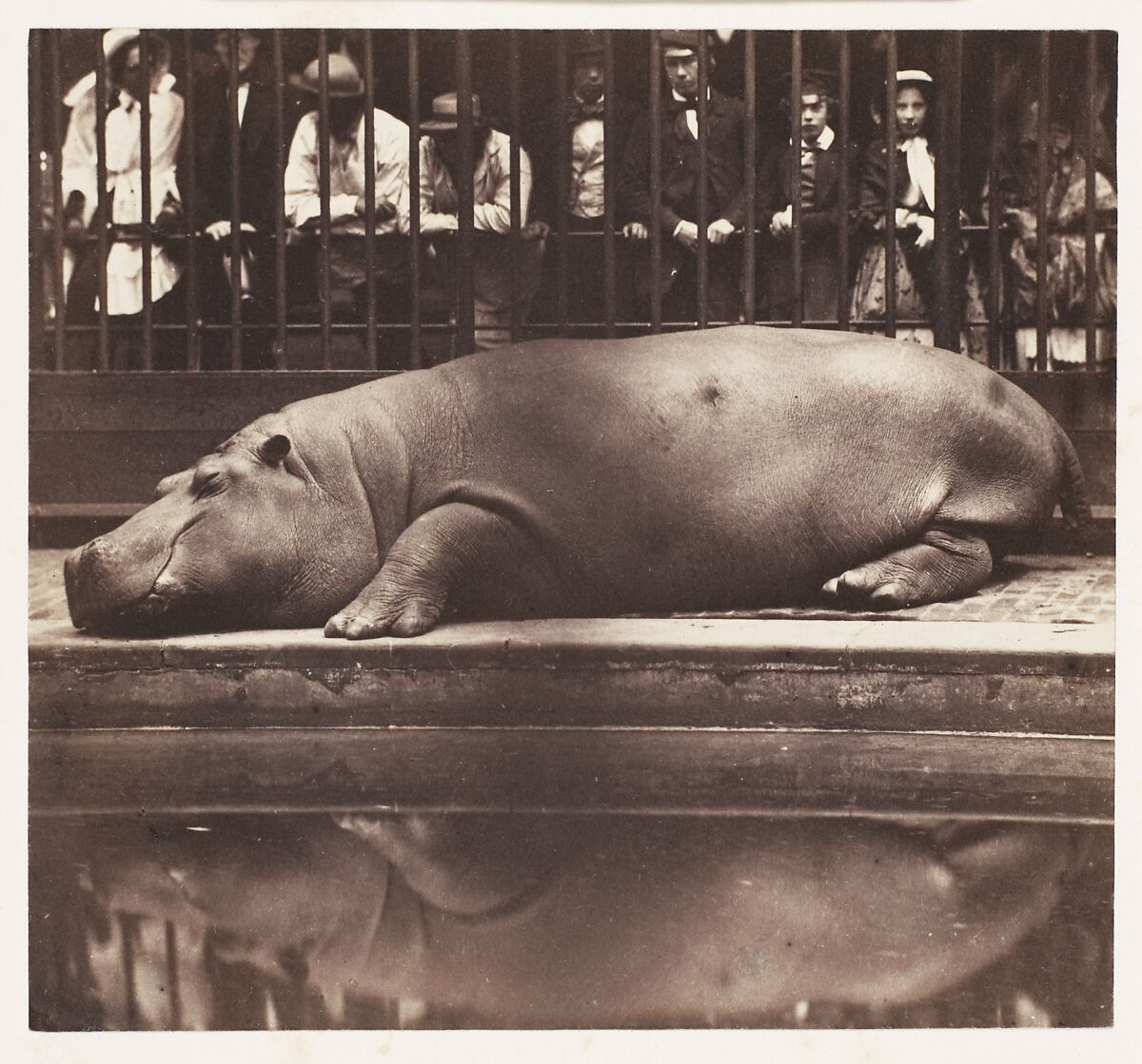 The Hippopotamus at the Zoological Gardens, Regent's Park, de Borbón, Juan (Spanish, 1822–1887), Salted paper print from glass negative 