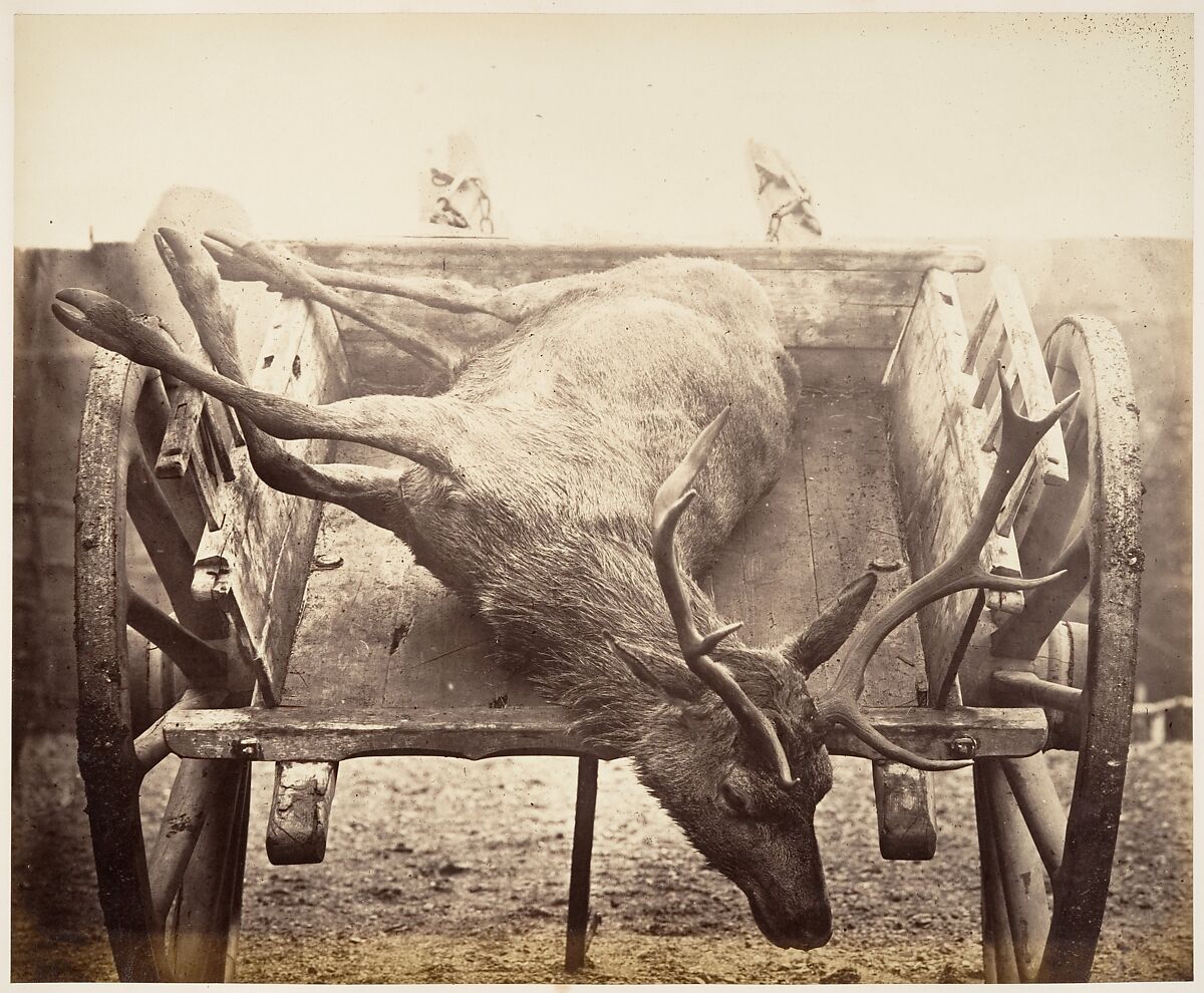 [Stag in Cart], Horatio Ross (British, Rossie Castle, near Montrose, Scotland 1801–1886 Scotland), Albumen silver print from glass negative 