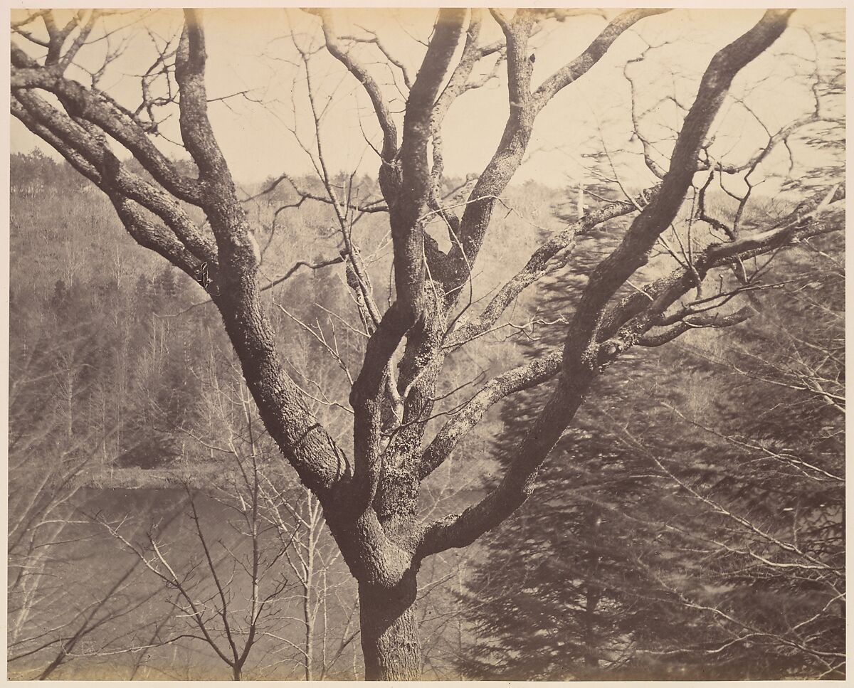 [Tree], Horatio Ross (British, Rossie Castle, near Montrose, Scotland 1801–1886 Scotland), Albumen silver print from glass negative 