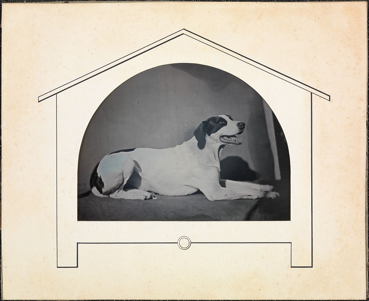 [Dog], Louis-Auguste Bisson (French, 1814–1876), Daguerreotype 