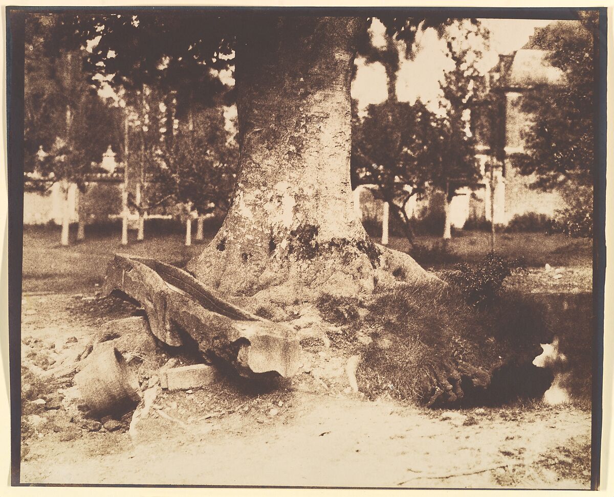 [The Large Tree at La Verrerie, Romesnil], Louis-Rémy Robert (French, 1810–1882), Salted paper print from paper negative 