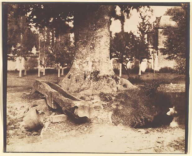 [The Large Tree at La Verrerie, Romesnil]
