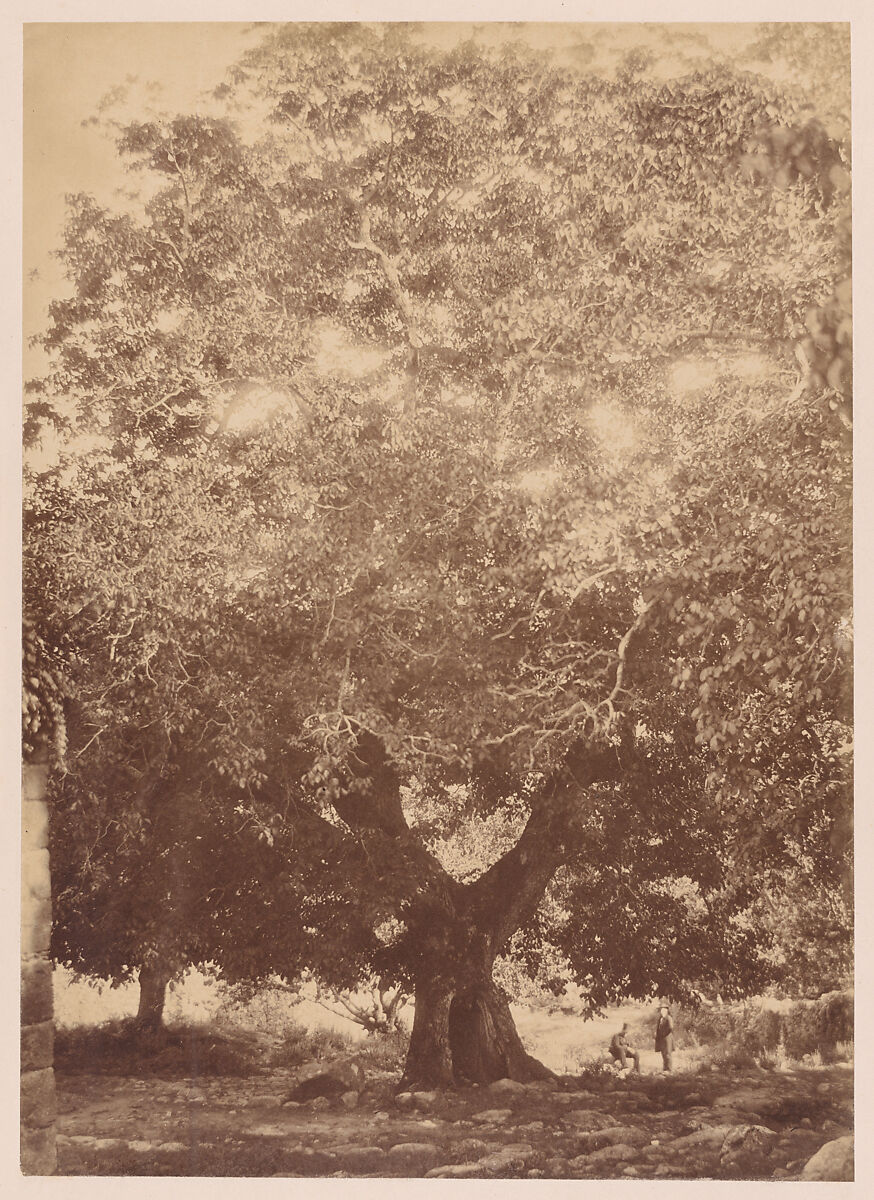 The Walnut Tree of Emperor Charles V, Yuste, Charles Clifford  British, Albumen silver print from glass negative