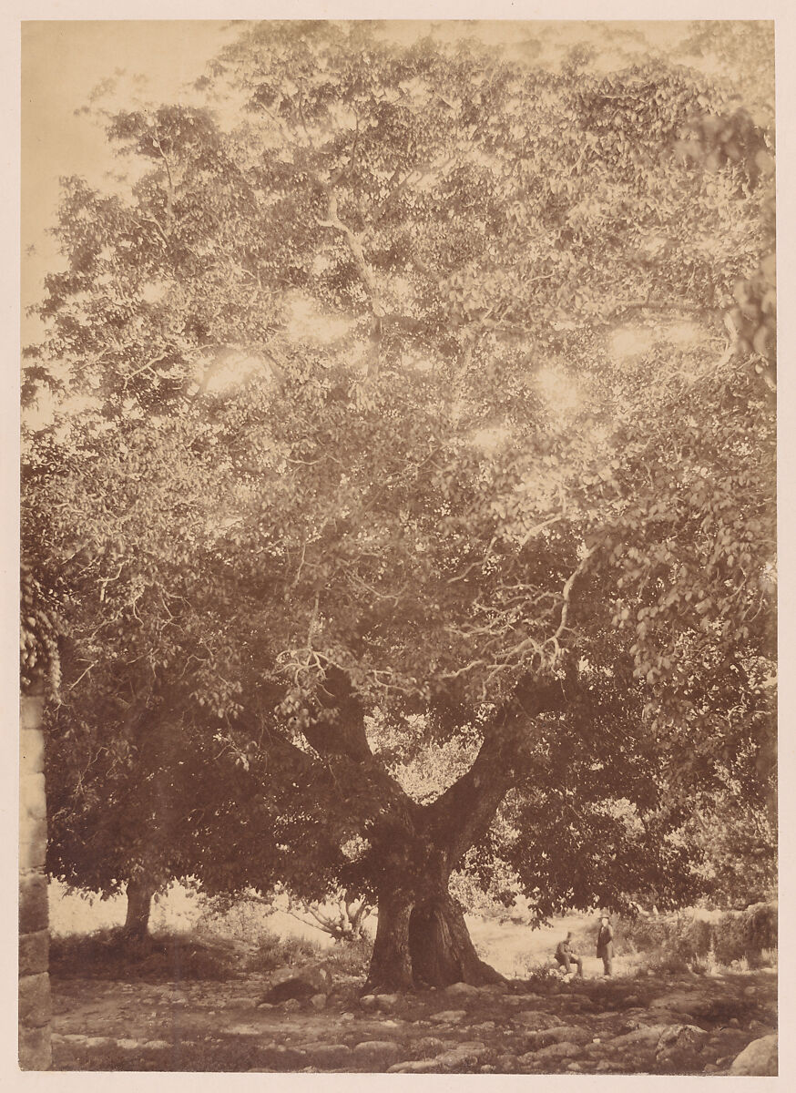 The Walnut Tree of Emperor Charles V, Yuste, Charles Clifford (Welsh, 1819–1863), Albumen silver print from glass negative 