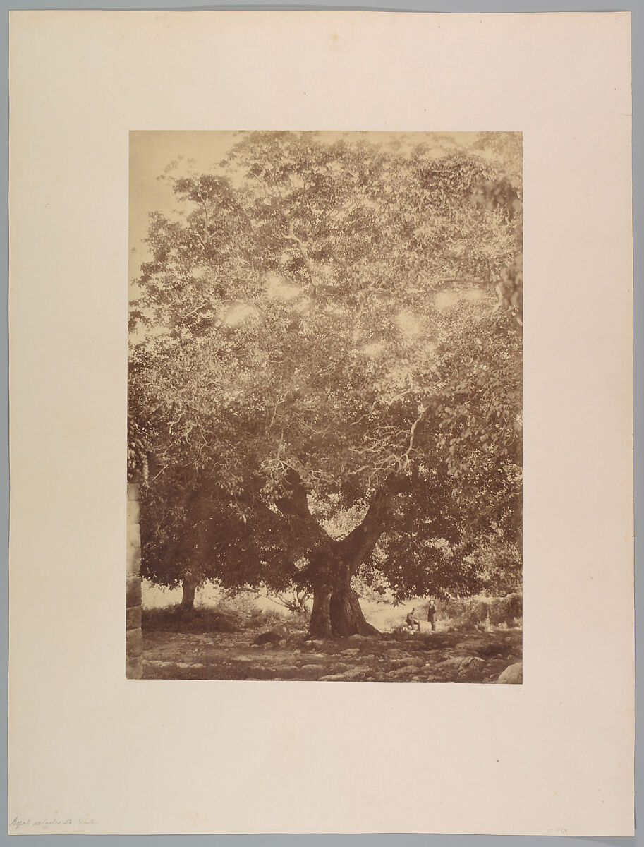 The Walnut Tree of Emperor Charles V, Yuste, Charles Clifford (Welsh, 1819–1863), Albumen silver print from glass negative