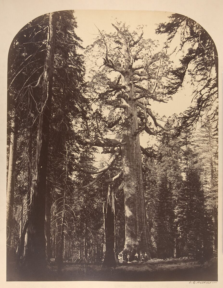 The Grizzly Giant, Mariposa Grove, Yosemite, Carleton E. Watkins  American, Albumen silver print from glass negative