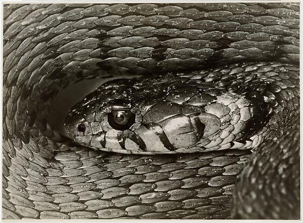 Snake Head, Albert Renger-Patzsch (German, Wurzburg 1897–1966 Wamel), Gelatin silver print 