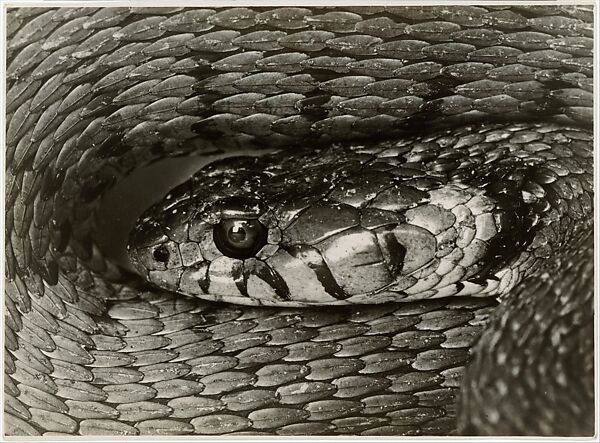 Albert Renger-Patzsch | Snake Head | The Metropolitan Museum of Art