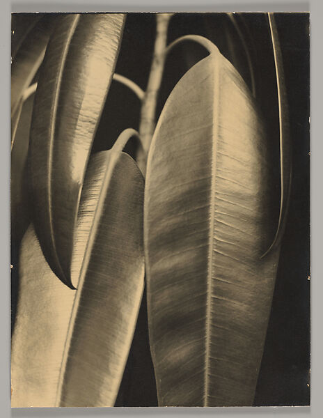 Rubber Plant, Aenne Biermann (German, 1898–1933), Gelatin silver print 