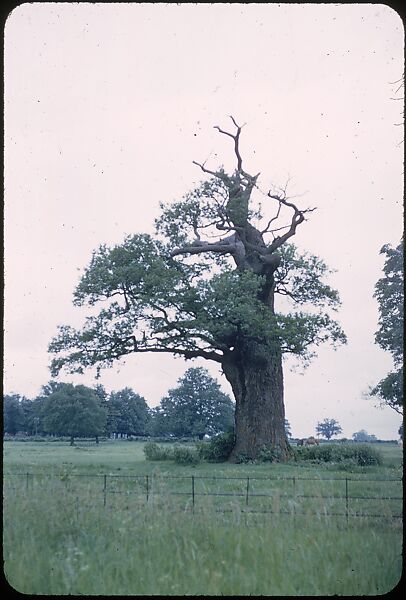[41 Miscellaneous Transparencies, Including Portraits, Still-life, Landscapes, Gallery Installation Views, and Architecture], Walker Evans (American, St. Louis, Missouri 1903–1975 New Haven, Connecticut), Color film transparency