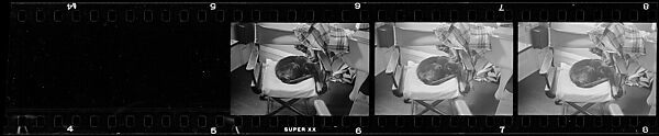 [2 Portraits of Jane Smith Evans Painting and 16 Portraits of a Cat, Possibly "The Boss"], Walker Evans (American, St. Louis, Missouri 1903–1975 New Haven, Connecticut), Film negative 