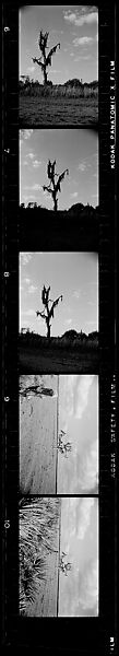 [171 Portraits of Penelope Andrews, Portraits of Walker Evans, Landscapes, and Architectural Views in Florida], Walker Evans (American, St. Louis, Missouri 1903–1975 New Haven, Connecticut), Film negative