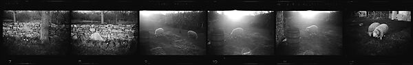 [52 Architectural Details and Views of Sheep, Possibly England], Walker Evans (American, St. Louis, Missouri 1903–1975 New Haven, Connecticut), Film negative
