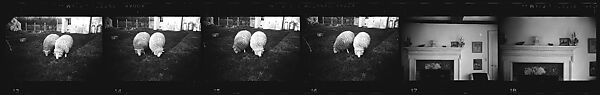 [52 Architectural Details and Views of Sheep, Possibly England], Walker Evans (American, St. Louis, Missouri 1903–1975 New Haven, Connecticut), Film negative