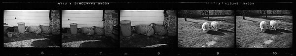 [52 Architectural Details and Views of Sheep, Possibly England], Walker Evans (American, St. Louis, Missouri 1903–1975 New Haven, Connecticut), Film negative