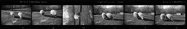[52 Architectural Details and Views of Sheep, Possibly England], Walker Evans (American, St. Louis, Missouri 1903–1975 New Haven, Connecticut), Film negative