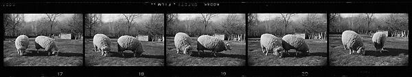 [52 Architectural Details and Views of Sheep, Possibly England], Walker Evans (American, St. Louis, Missouri 1903–1975 New Haven, Connecticut), Film negative
