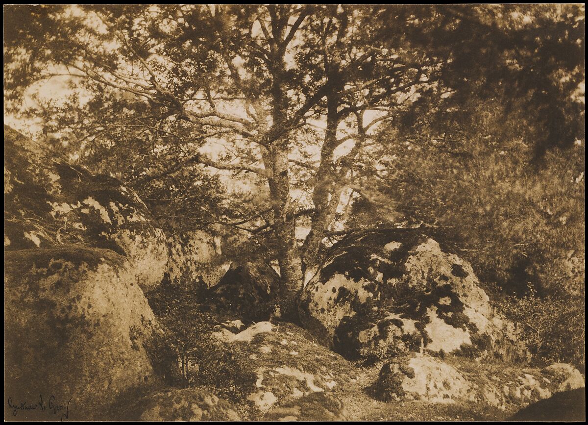 [Oak Tree and Rocks, Forest of Fontainebleau], Gustave Le Gray (French, 1820–1884), Salted paper print from paper negative 