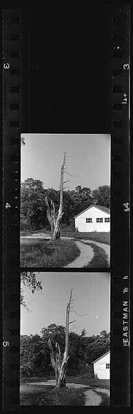 [28 Views of Dead Trees: "Gordon Hall's Trees"], Walker Evans (American, St. Louis, Missouri 1903–1975 New Haven, Connecticut), Film negative 
