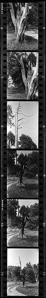 [28 Views of Dead Trees: "Gordon Hall's Trees"], Walker Evans (American, St. Louis, Missouri 1903–1975 New Haven, Connecticut), Film negative