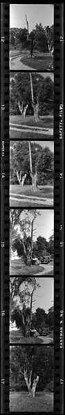 [28 Views of Dead Trees: "Gordon Hall's Trees"], Walker Evans (American, St. Louis, Missouri 1903–1975 New Haven, Connecticut), Film negative