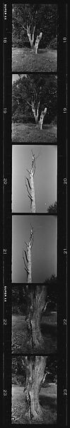 [28 Views of Dead Trees: "Gordon Hall's Trees"], Walker Evans (American, St. Louis, Missouri 1903–1975 New Haven, Connecticut), Film negative