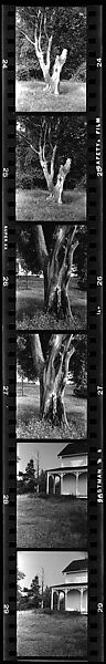 [28 Views of Dead Trees: "Gordon Hall's Trees"], Walker Evans (American, St. Louis, Missouri 1903–1975 New Haven, Connecticut), Film negative