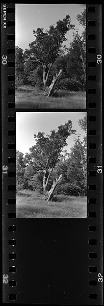 [28 Views of Dead Trees: "Gordon Hall's Trees"], Walker Evans (American, St. Louis, Missouri 1903–1975 New Haven, Connecticut), Film negative